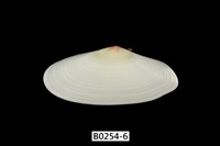 藏品(櫻蛤)的圖片